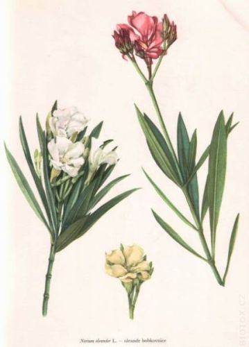 Nerium oleander - олеандр обыкновенный